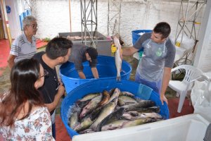 Feira do Peixe supera expectativa de vendas 