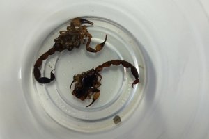 Sa&uacute;de alerta para cuidados com escorpi&otilde;es 