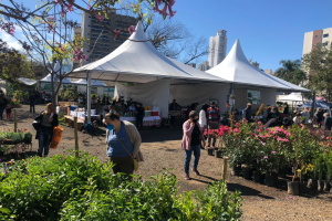 Feira de mudas frutíferas e plantas ornamentais está aberta até domingo
