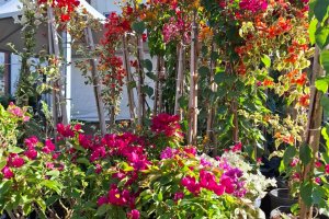 Prefeitura de Chapec&oacute; promove Feira de Mudas de sexta a domingo