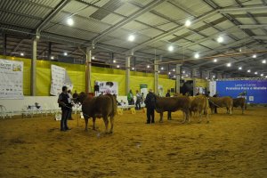 Escolhidos os campe&otilde;es da ra&ccedil;a Limousin na EFAPI 2017