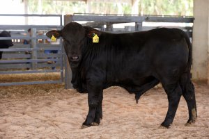 Efapi do Brasil: Brangus mostra sua força no julgamento categoria rústicos