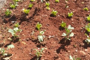 Banco de Alimentos desenvolve uma horta