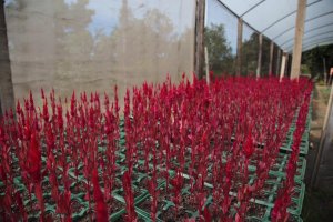 Secretaria de Infraestrutura divulga cronograma de servi&ccedil;os