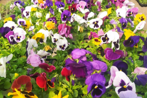 Harmoniza Chapec&oacute; realiza troca de res&iacute;duos org&acirc;nicos por flores