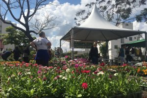 10&ordf; edi&ccedil;&atilde;o da Feira de Mudas supera expectativa de vendas