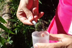 Lagartas estão aparecendo em Chapecó