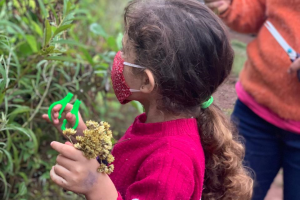 Alunos da rede municipal aprendem sobre a colheita da macela