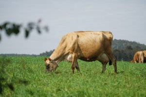 Movimento Econômico dos Produtores Rurais cresce 15% em Chapecó