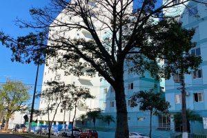 Paineiras ser&atilde;o retiradas da rua Porto Alegre