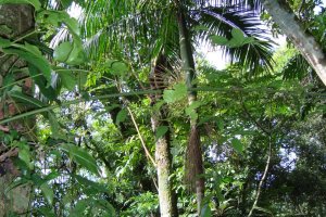 Secretaria de Desenvolvimento Rural realiza trabalho de prote&ccedil;&atilde;o do palmito Ju&ccedil;ara