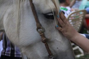 Domingo terá Passeio a Cavalo no Verdão
