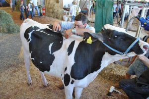 Em outubro, Chapec&oacute; reunir&aacute; os maiores eventos pecu&aacute;rios de SC