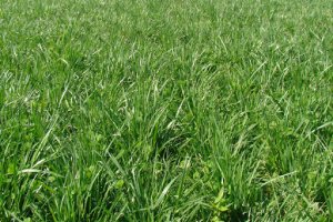 Sementes de gra&ccedil;a para o Agricultor a partir de mar&ccedil;o 