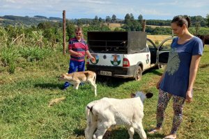 Programa SOS Bezerros intermediou doa&ccedil;&atilde;o de 270 animais no ano