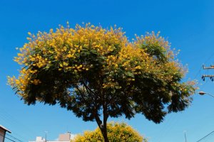 Pioneirismo de Chapec&oacute; em plano de arboriza&ccedil;&atilde;o ser&aacute; tema de F&oacute;rum Catarinense