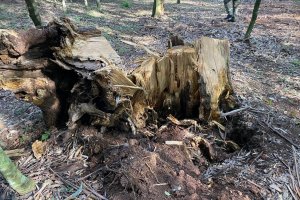 Prefeitura far&aacute; retirada de 17 &aacute;rvores ex&oacute;ticas do Ecoparque como medida de seguran&ccedil;a
