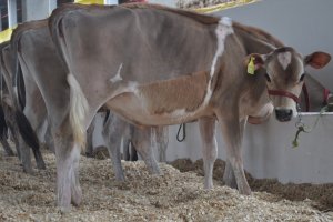 Efapi 2023 ter&aacute; mais de mil animais entre leil&otilde;es, exposi&ccedil;&atilde;o e competi&ccedil;&otilde;es