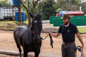 Animais começam a chegar no Parque da Efapi