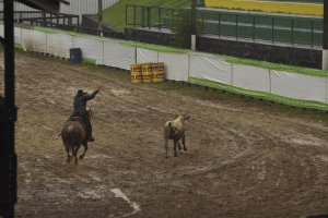 Saem os primeiros campe&otilde;es da Efapi nas competi&ccedil;&otilde;es das ra&ccedil;as Crioulo e Quarto de Milha