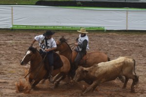 Efapi teve credeciadora para o Freio de Ouro
