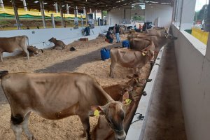 Come&ccedil;am a chegar os bovinos para a Efapi 2023