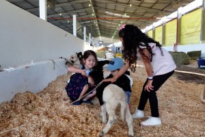 Ovelhas são atração no Parque da Efapi