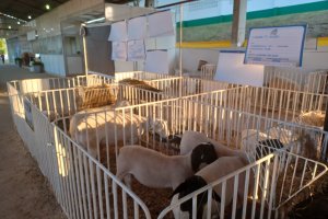 Pavilhão dos ovinos tem 80 animais de dez raças diferentes