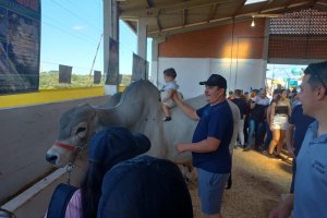 Mais de 500 pessoas tiraram foto com touro de 791kg