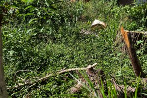 Lei regulamenta a limpeza dos terrenos baldios em Chapec&oacute;