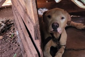 Homem &eacute; preso por maus-tratos de animais ap&oacute;s den&uacute;ncia no NAPA