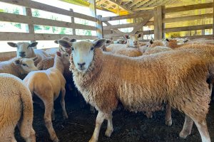 Chapecó lança programa de apoio à ovinocaprinocultura