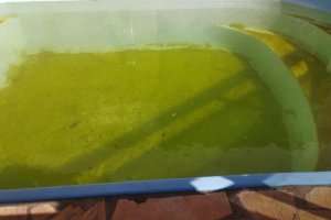 Mutirão contra a Dengue realizou 829 visitas no bairro Cristo Rei