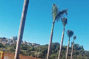 Palmeiras imperiais s&atilde;o transferidas do Cal&ccedil;ad&atilde;o para o Parque Edir de Marco