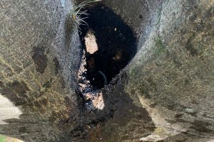 Árvores serão cortadas por motivo de segurança