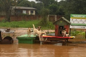 NAPA resgata cinco c&atilde;es abandonados e que estavam ilhados pela chuva