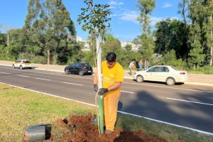 Prefeitura inicia plantio de ipês no prolongamento Sul da Getúlio Vargas