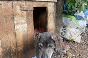 Ap&oacute;s den&uacute;ncia do NAPA homem &eacute; preso por maus-tratos