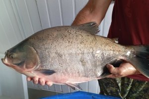 Secretaria de Agricultura e Pesca de Chapec&oacute; antecipa venda de peixe nas feiras