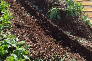 Prefeitura flagra desrespeito de motoristas em canteiros nas rotat&oacute;rias