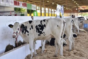 Efapi do Brasil tem somente alguns espa&ccedil;os no setor agropecu&aacute;rio
