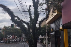 Prefeitura far&aacute; podas e substitui&ccedil;&otilde;es de &aacute;rvores mortas nas ruas centrais da cidade