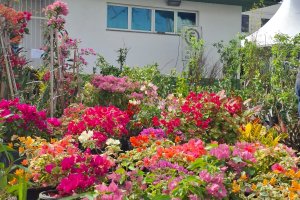 Cerca de quatro mil pessoas visitaram a Feira de Mudas promovida pela Prefeitura de Chapecó