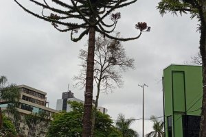 Araucária seca da Praça Coronel Bertaso terá que ser retirada