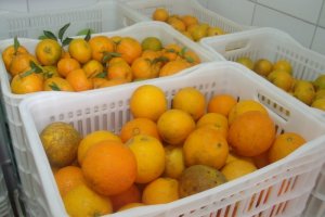 Prefeitura de Chapecó cadastra produtores no PAA