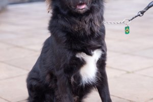 NAPA leva amor, conscientiza&ccedil;&atilde;o e ado&ccedil;&atilde;o respons&aacute;vel &agrave; Efapi do Brasil