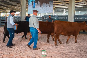 Qualidade gen&eacute;tica marca julgamentos de Angus e Ultrablack na abertura da programa&ccedil;&atilde;o da Efapi