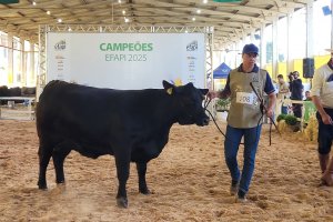 Movimenta&ccedil;&atilde;o intensa na Efapi do Brasil: julgamento da ra&ccedil;a Brangus atrai p&uacute;blico e expositores