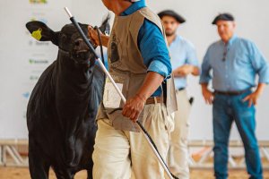 Sangue nobre e excel&ecirc;ncia na pista: os grandes campe&otilde;es das ra&ccedil;as Angus e Ultrablack premiados