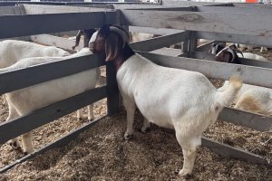Santa Catarina se destaca na criação de caprinos e apresenta raças na Efapi do Brasil 2025 